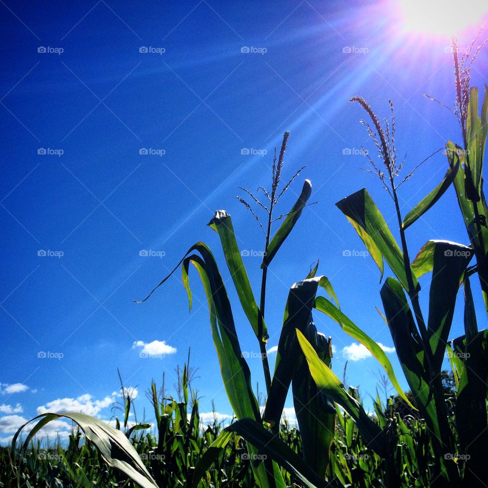 Sun & Corn. Corn field