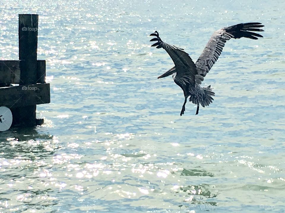 Flight of the pelican