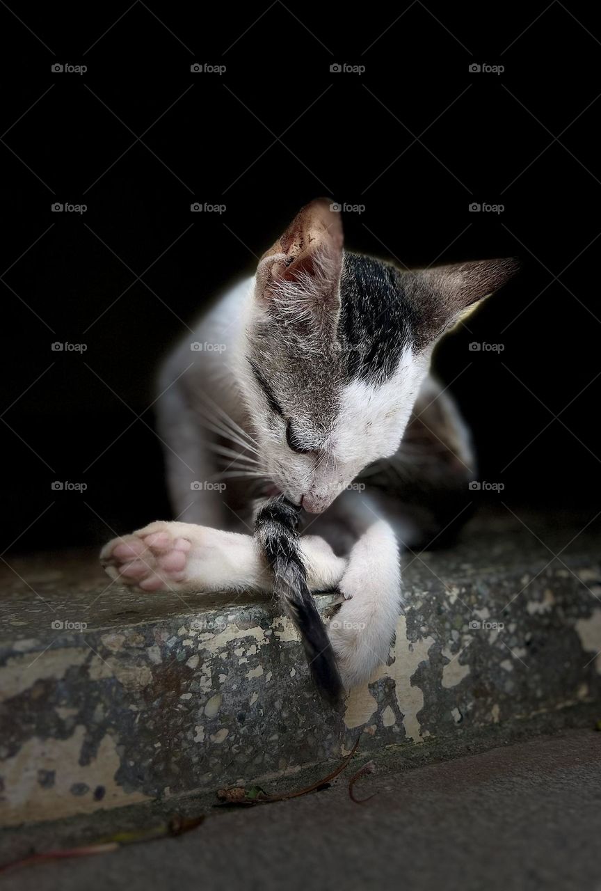 Kitten  photography - Closeup of cat behaviour 