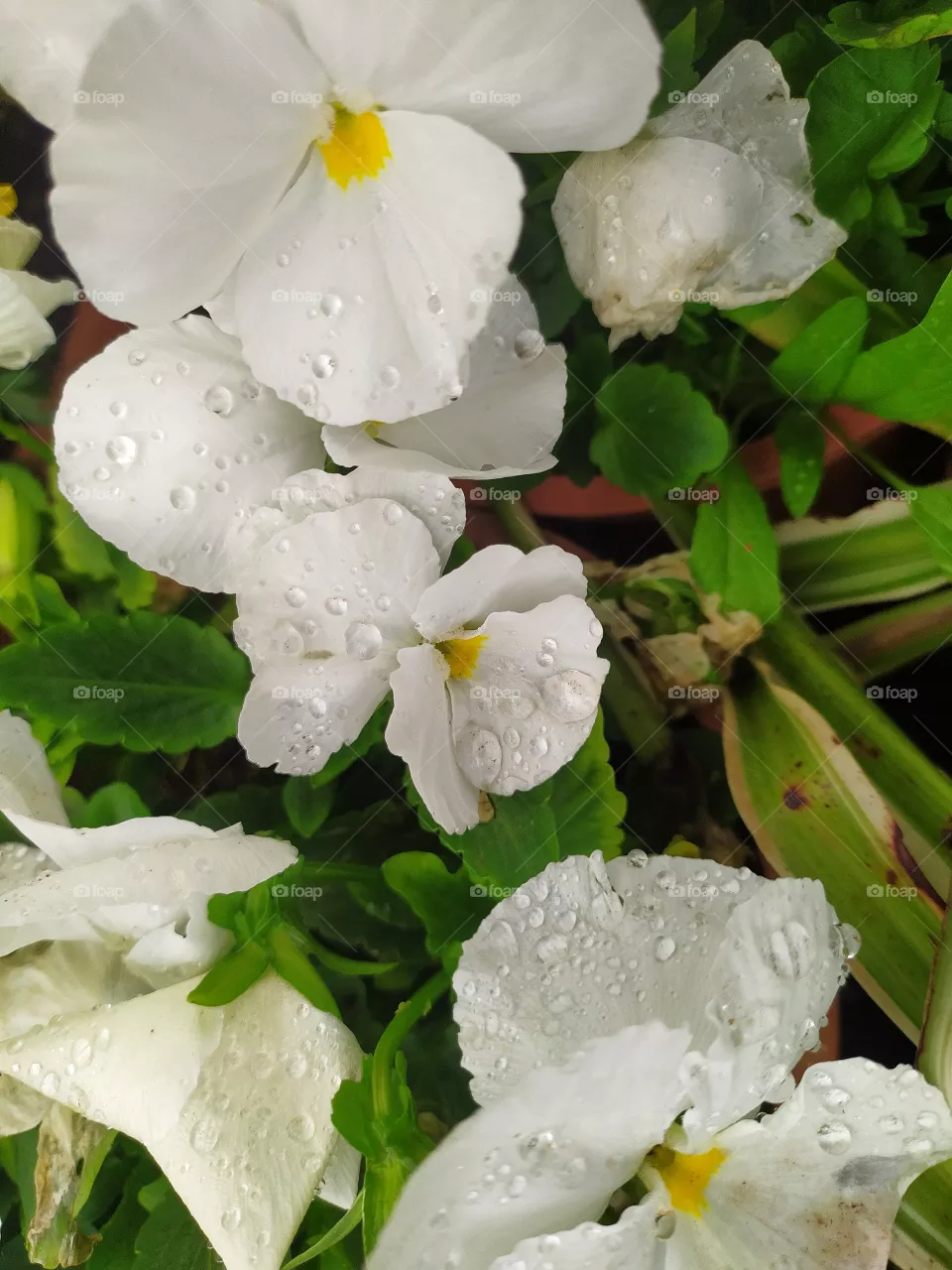 rainly flowers....