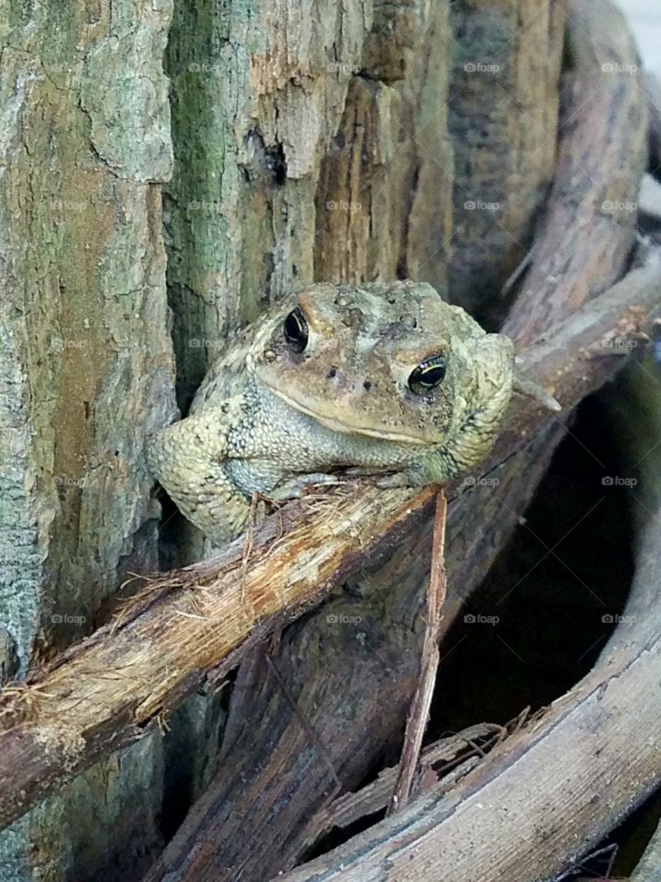 toad perched and camouflaged on tree trunk