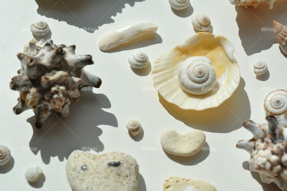 Seashell, Shell, No Person, Desktop, Decoration