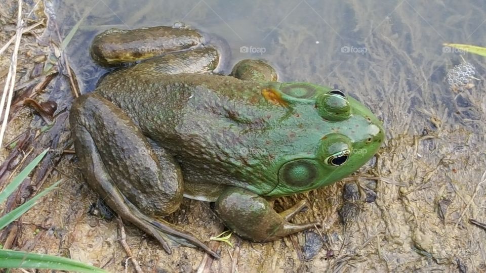 Frog, Amphibian, Nature, Animal, Wildlife