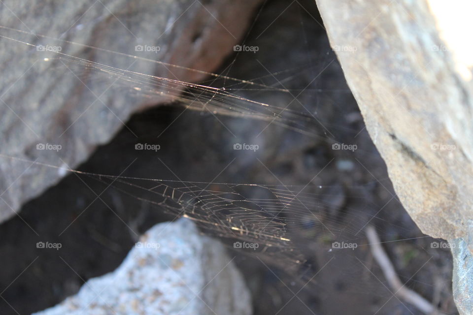 spider web