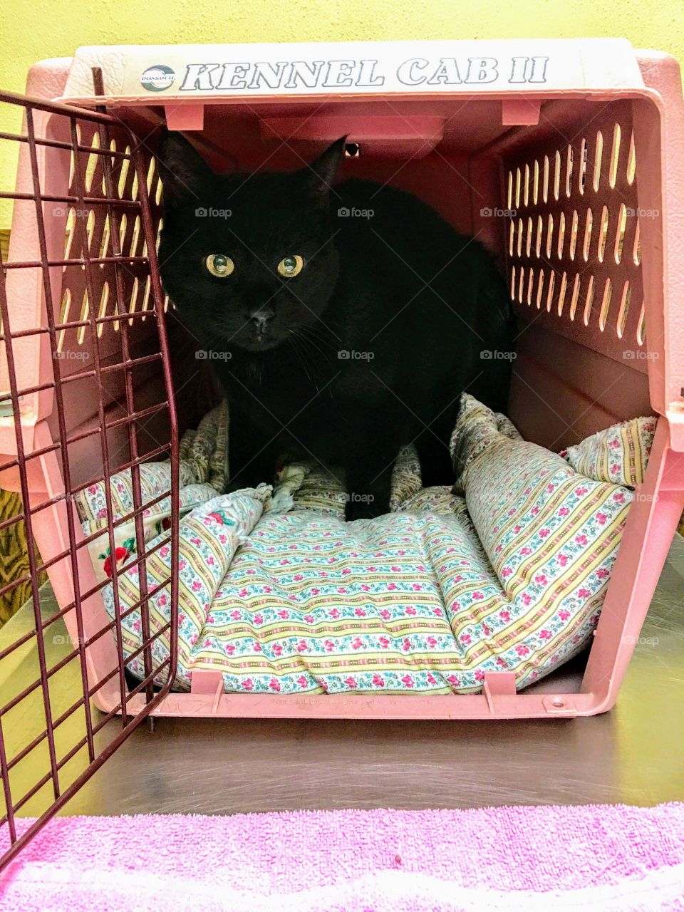 Black cat in pink pet carrier, eyes staring out the open cage. Kitty is at Vets for a checkup.🐾