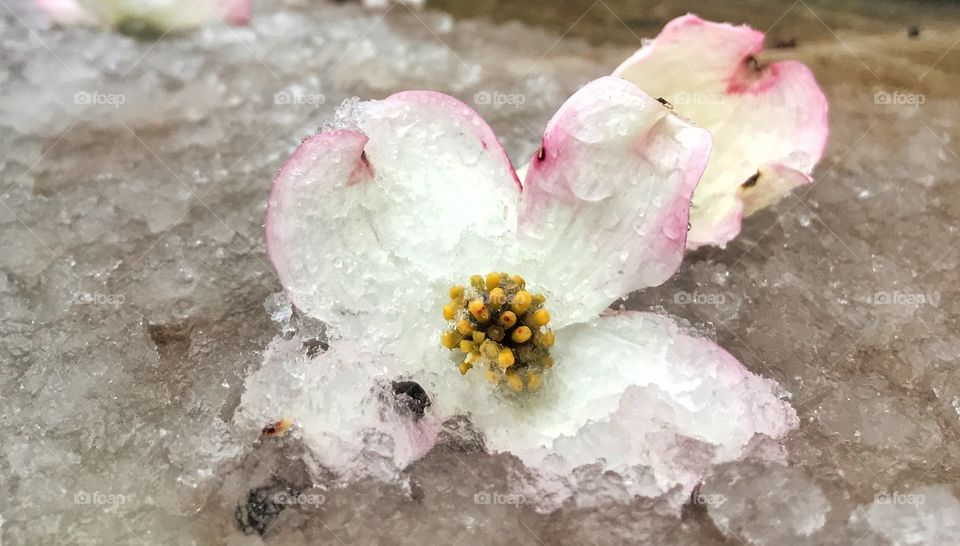 Frozen flower