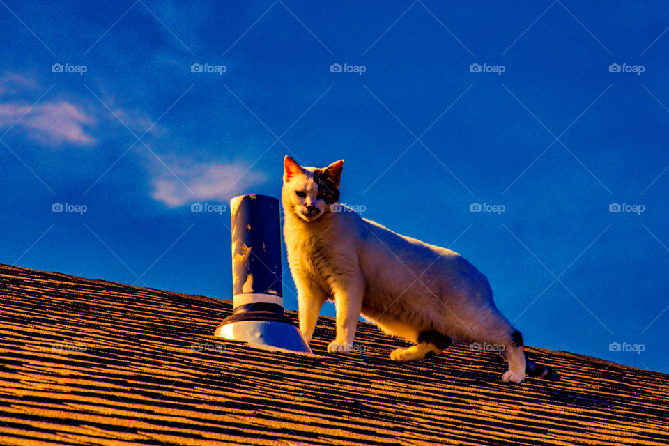 rooftop kitty