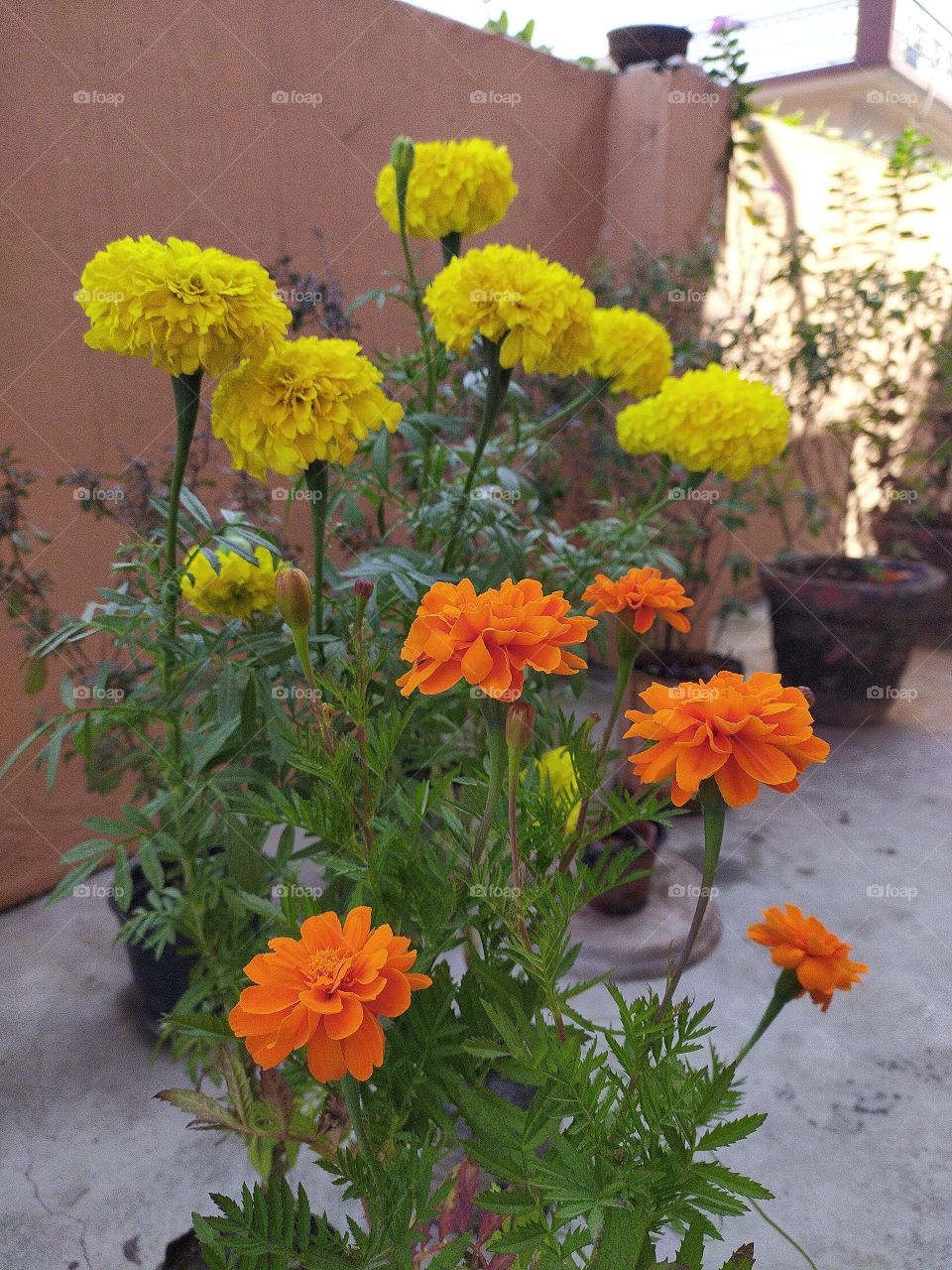 Marigolds going prettier with winter just round the corner