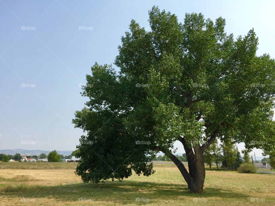 Large old Oak. A large, old tree growing outdoors