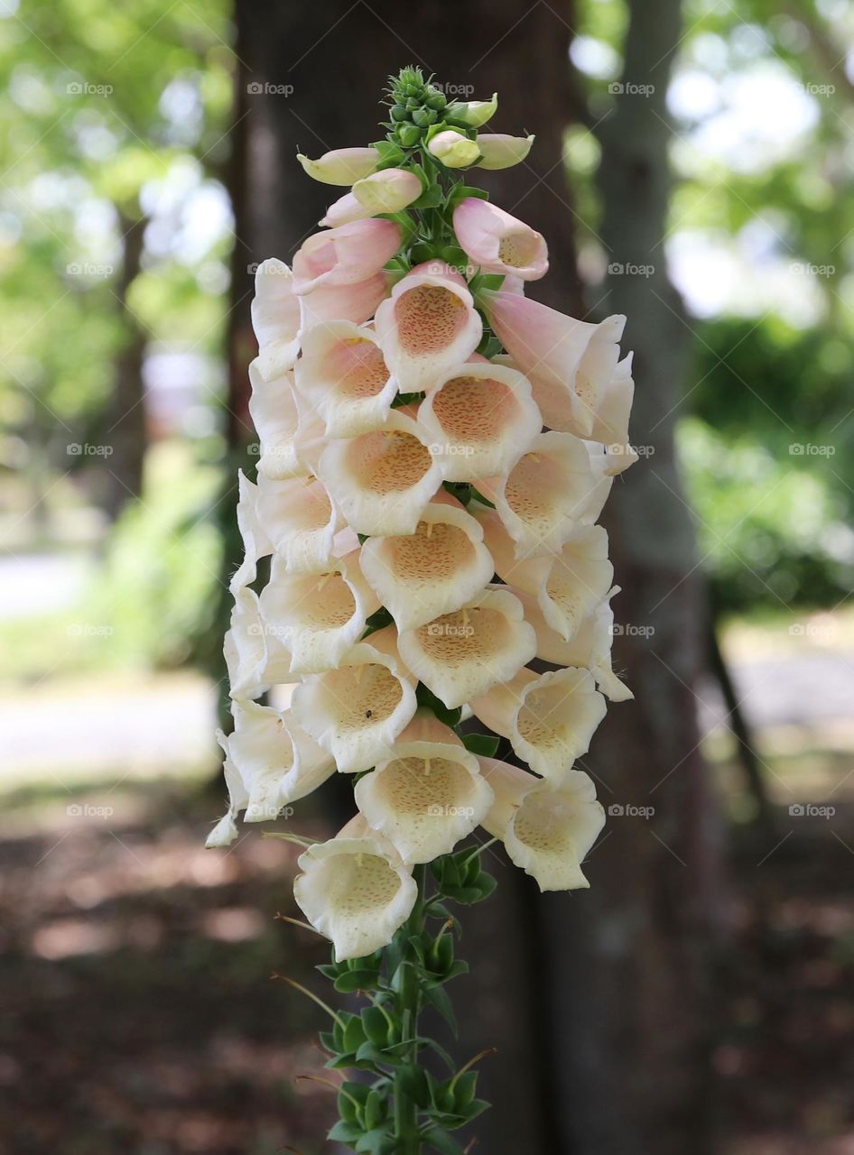 Digitalis flower 