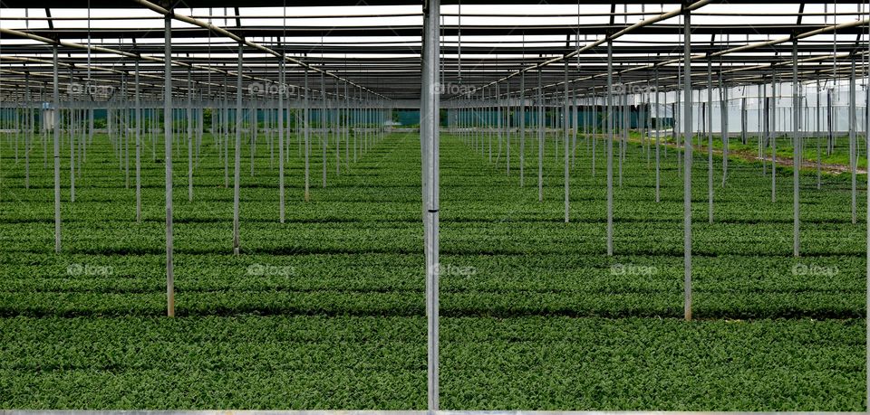 spinach in greenhouse