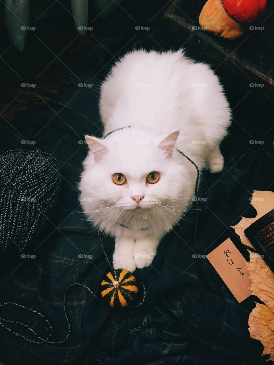 High angle view of white cat