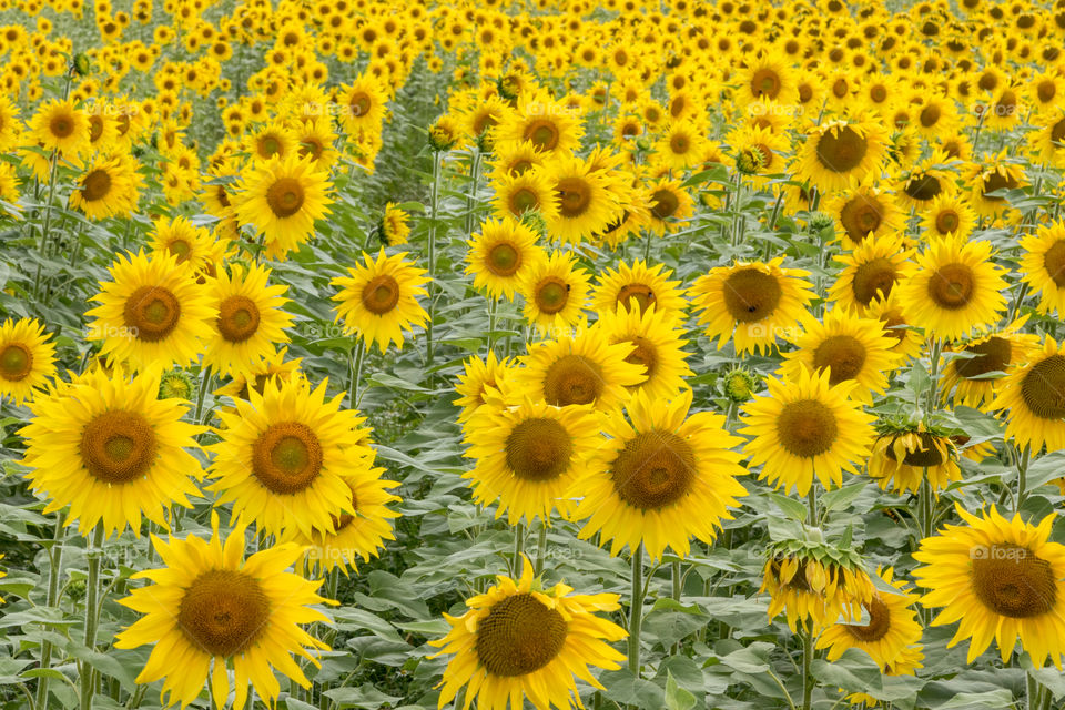 a general view of a sunflower field