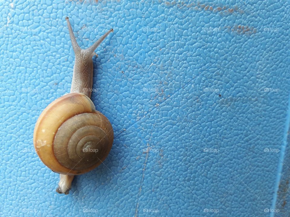 little snail on blue background