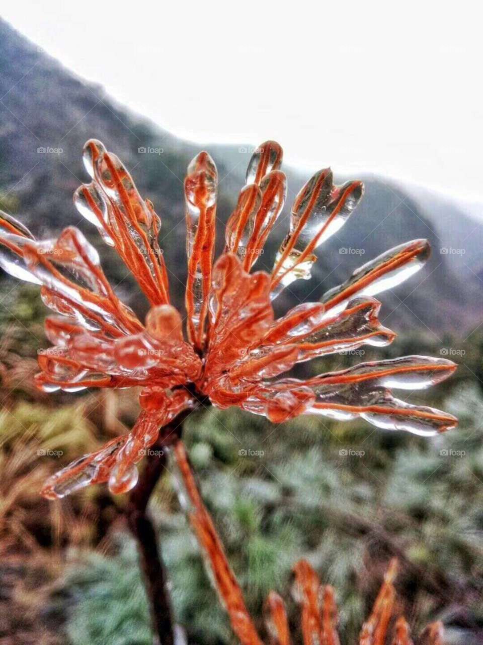 No Person, Nature, Flora, Outdoors, Leaf