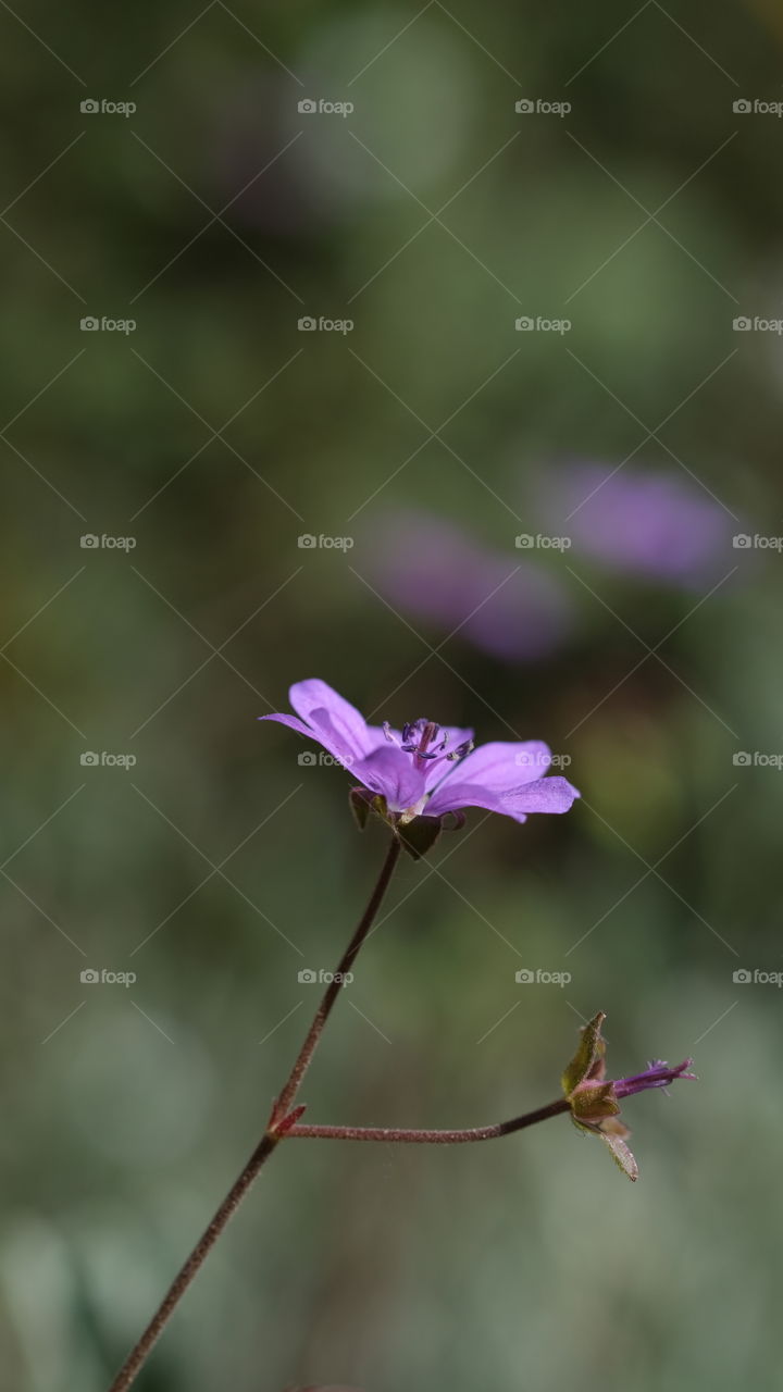 Little purple flower