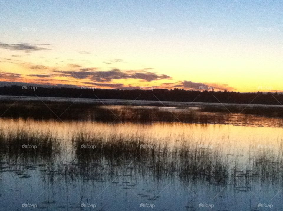 Wild rice on lake in Minnesota 
