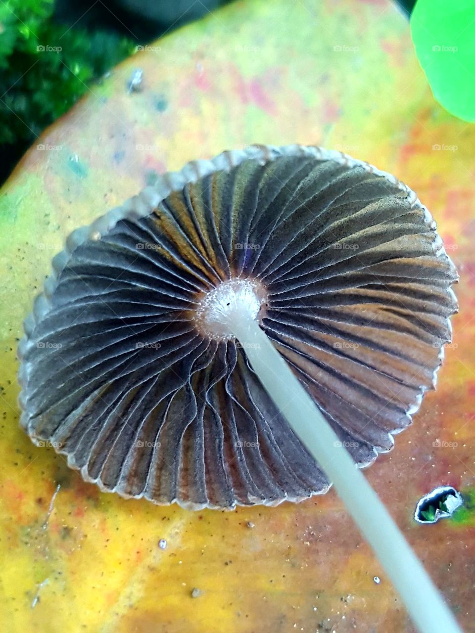 Coprinellus disseminatus