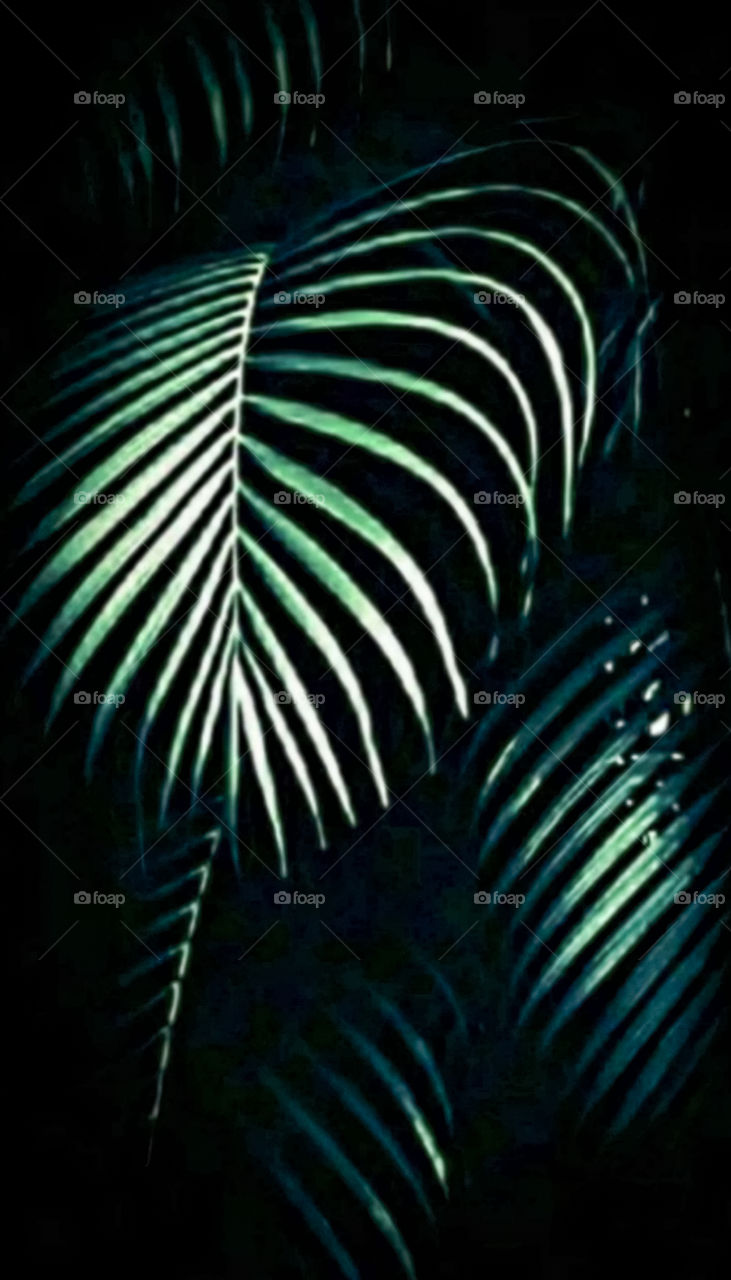 palm in the dark