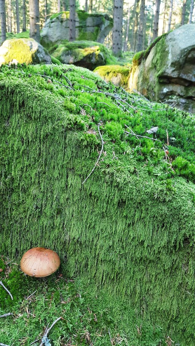 Mushrooms
