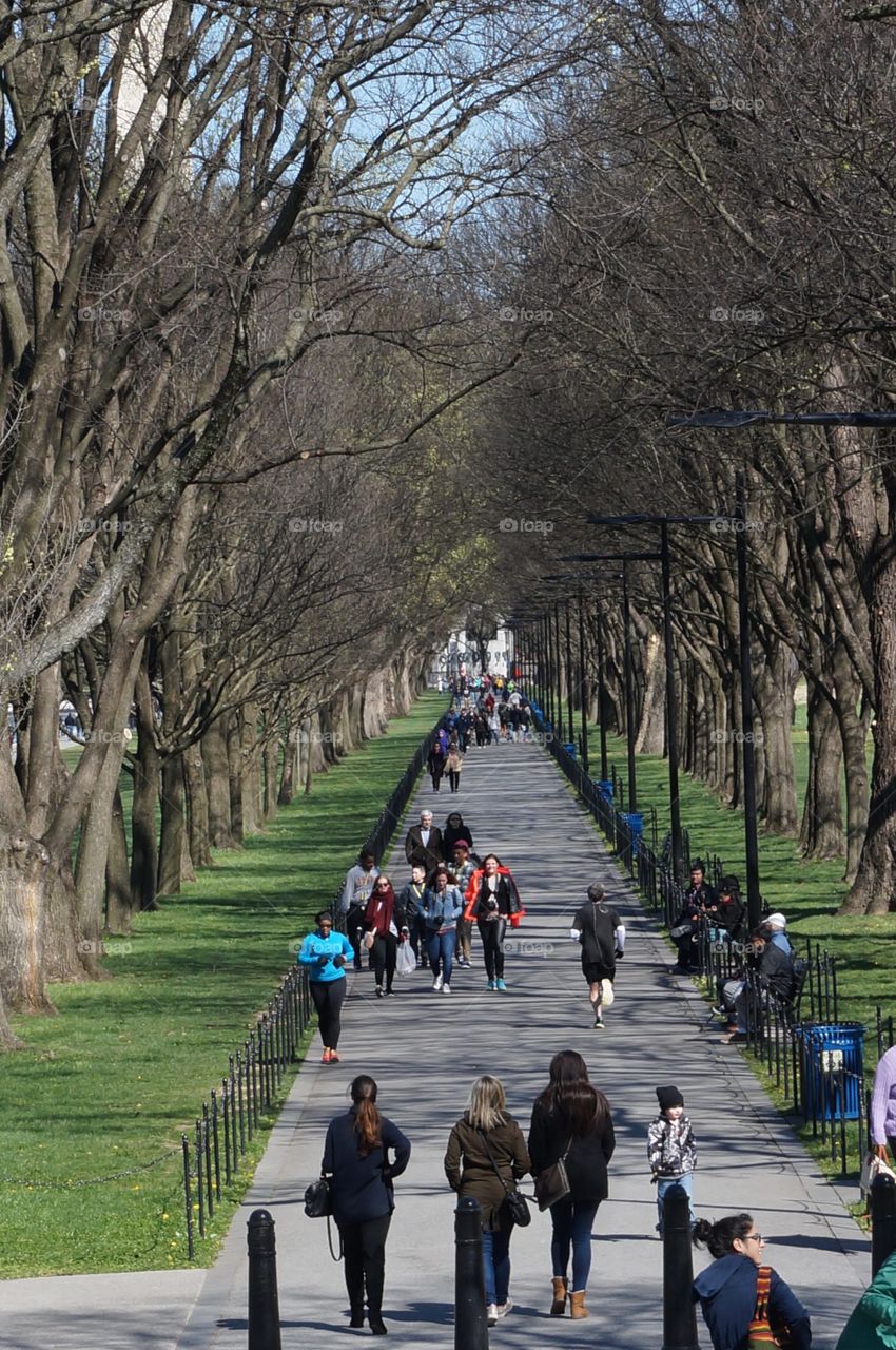 Tree lined park path in Washington DC.  