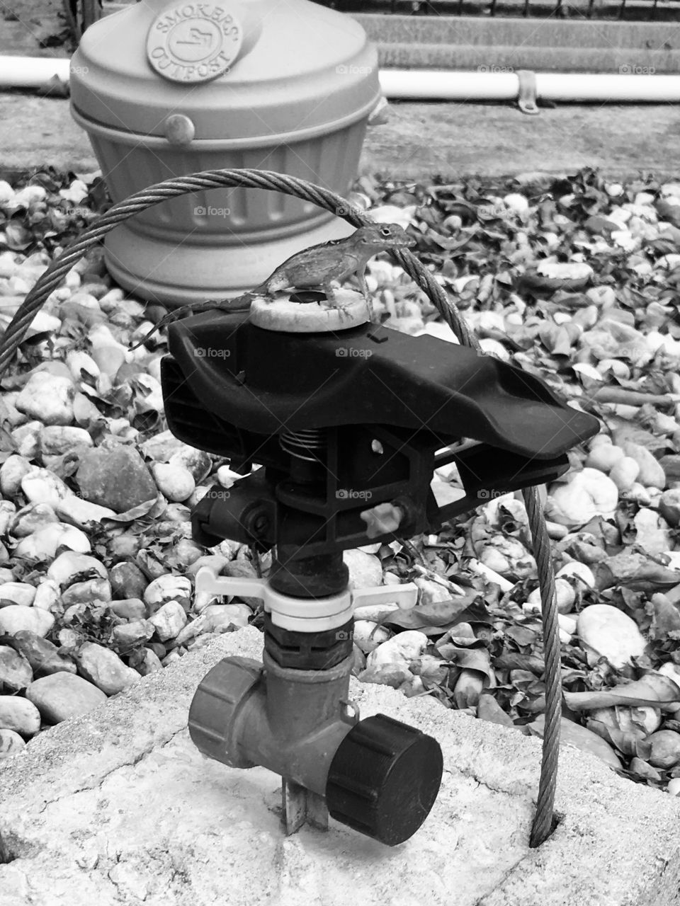 Lizard on the spicket in black and white 