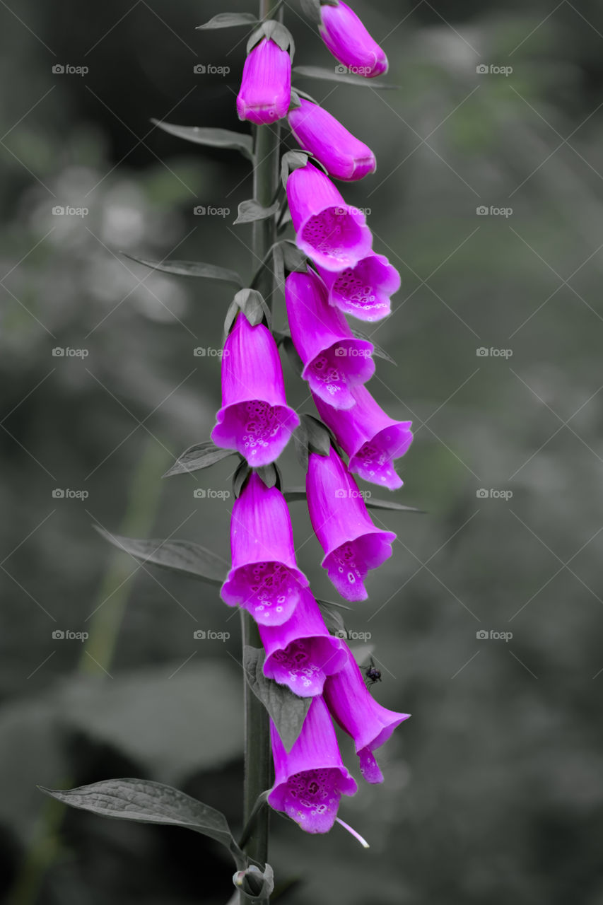 Foxgloves in Purple, mono background