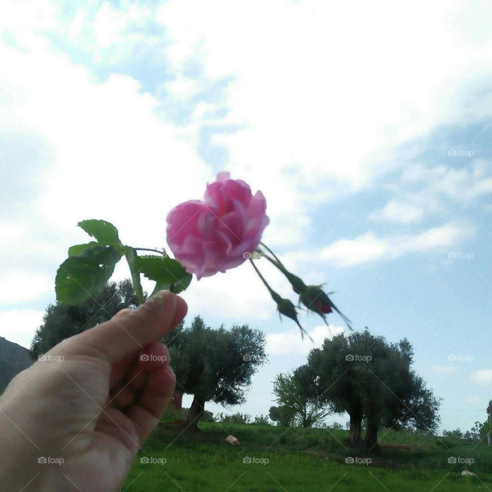 Im holding a beautiful rose