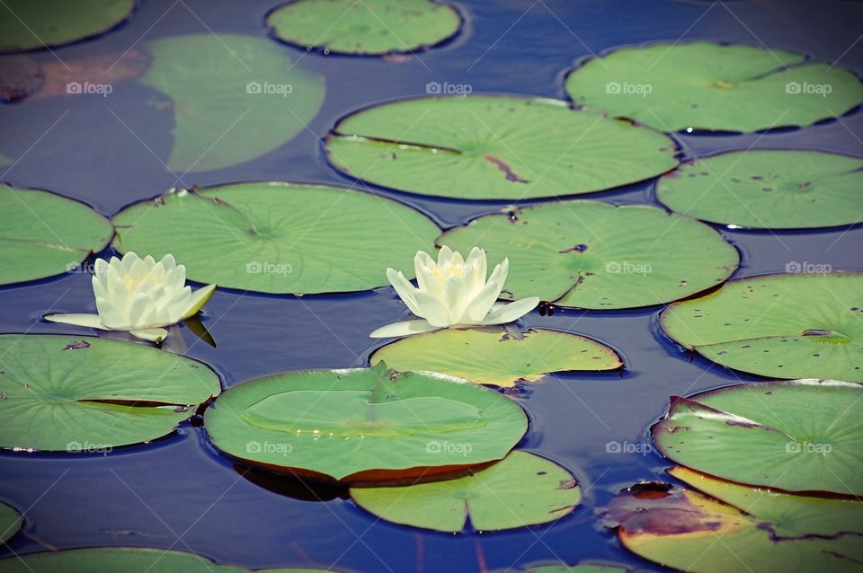 Lily Pad Beautiful 
