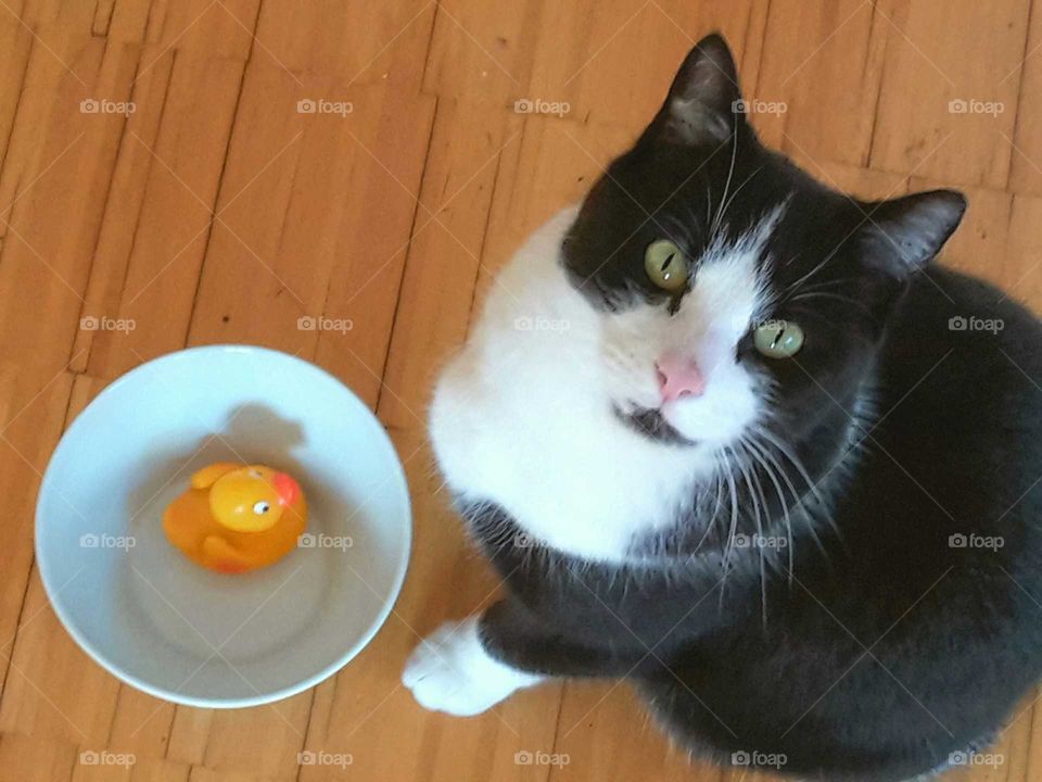 cat with rubber duck in its feeling bowl