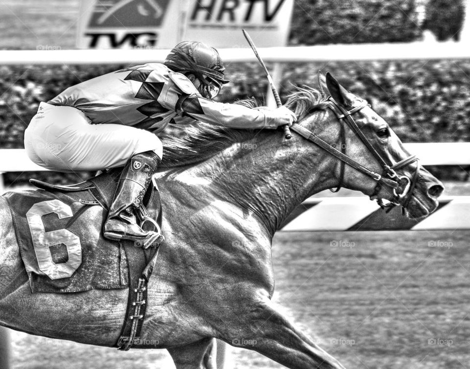 Book Review. Black and white photo of the fast filly "Book Reviw" winning at Saratoga with Javier Castellano in the irons. 