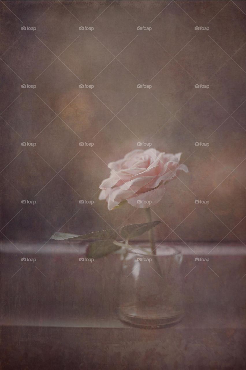 One soft pink rose, vintage feel. Rose in a small vase. Soft brown pink faded glow rose