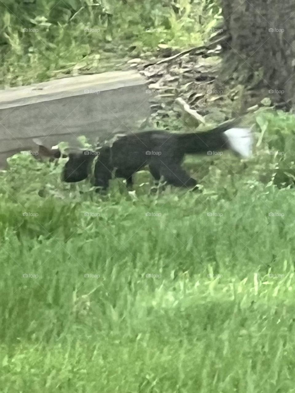 Black squirrel white tip