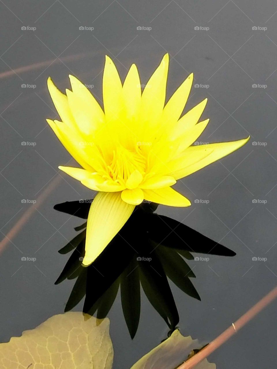 yellow water lily close-up with reflection