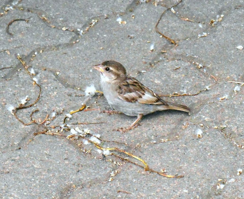 Bird, Wildlife, Nature, Sparrow, No Person