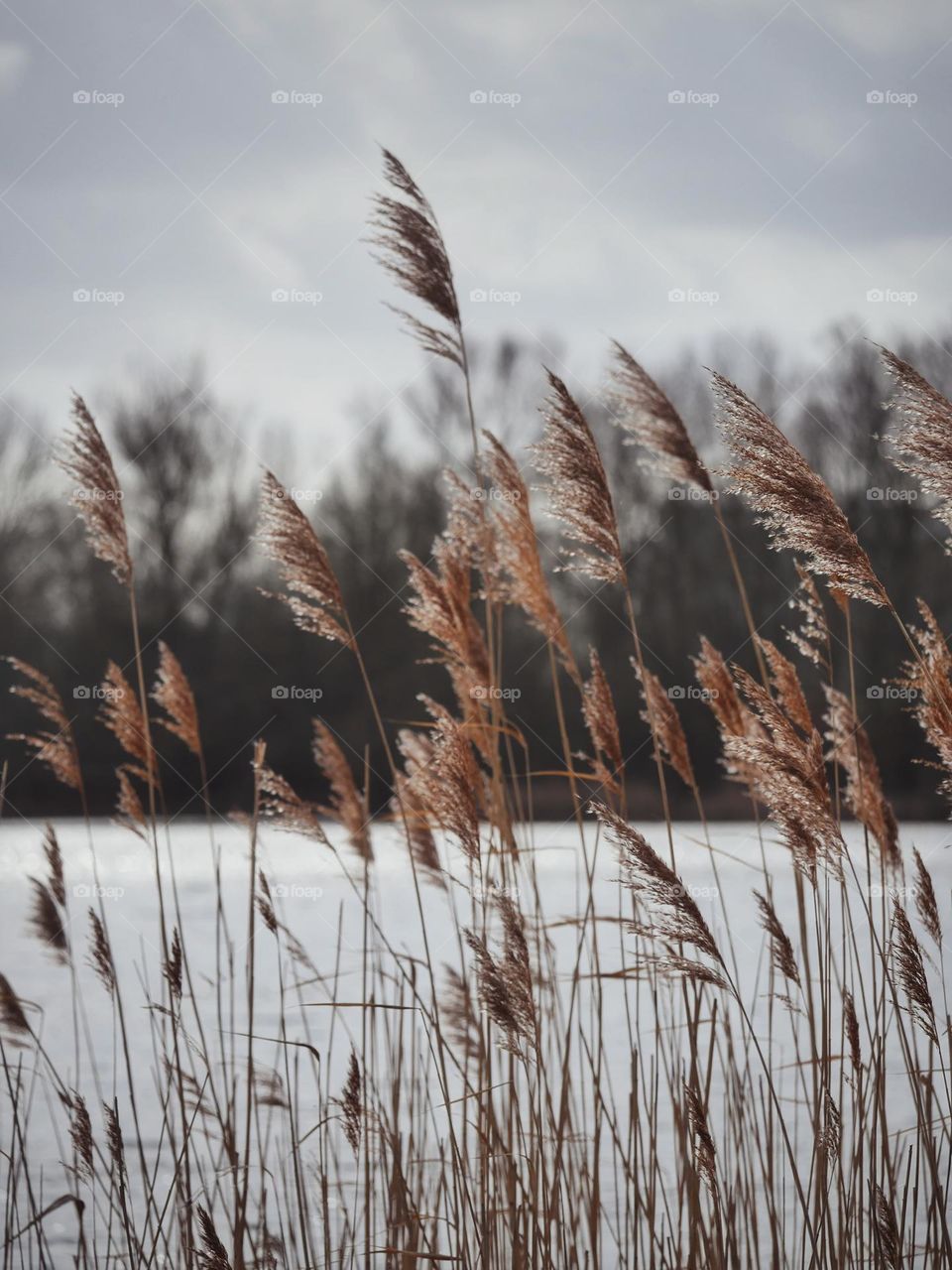 Winter nature