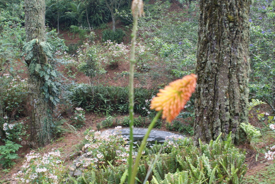 Flor de Volcán