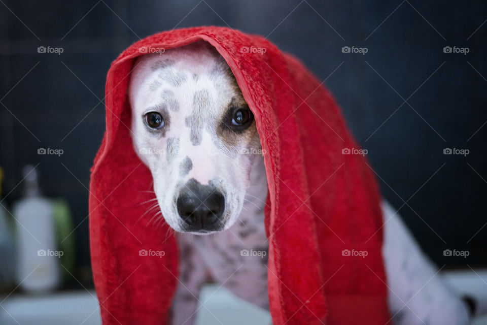 Close-up of a dog with a towel on her head