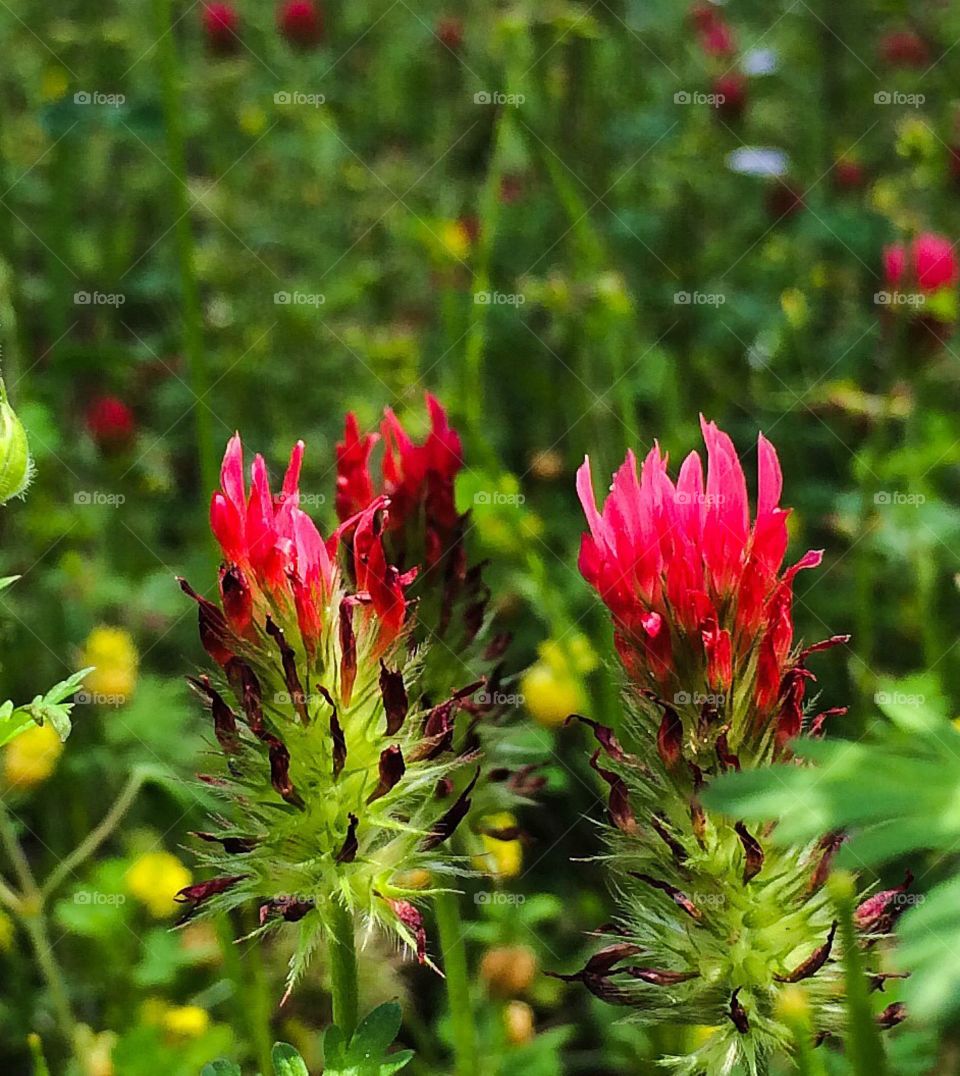 Spring in full Bloom . Sprouting up flower everywhere spring is here 