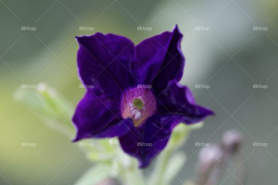 Petunia Morada