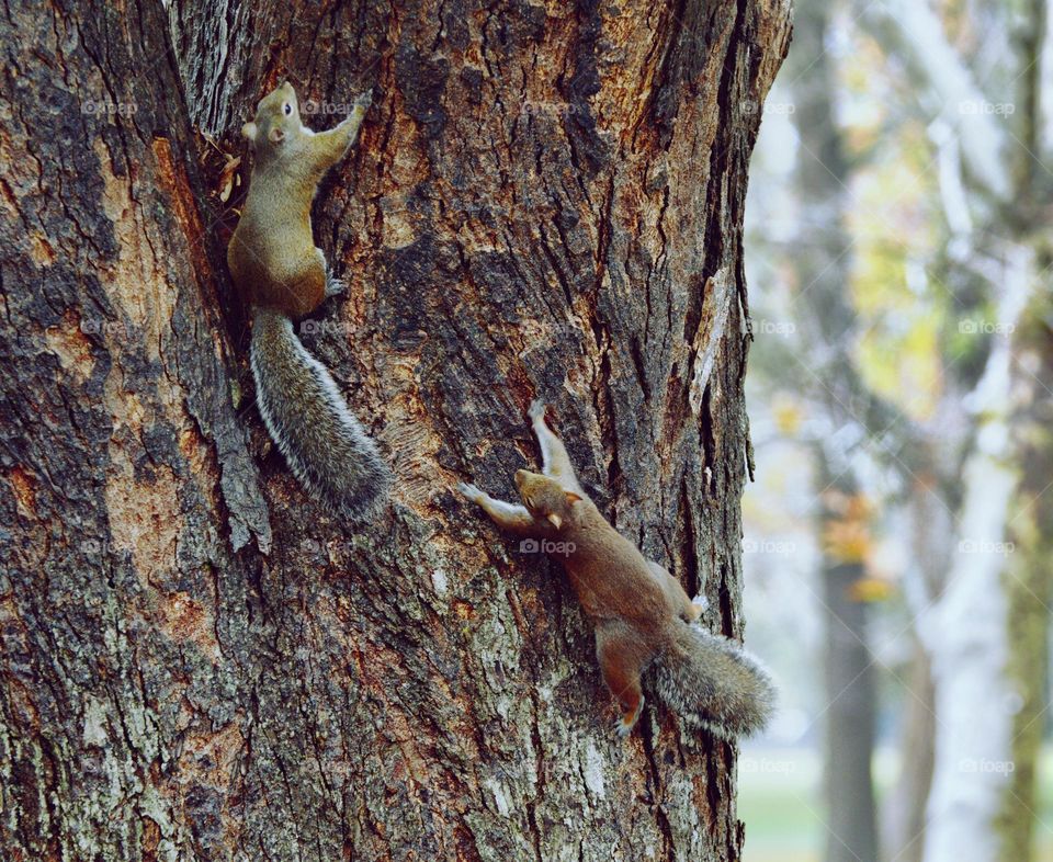 squirrel play in nature