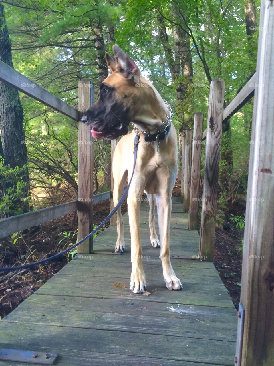 Walk thru the woods.