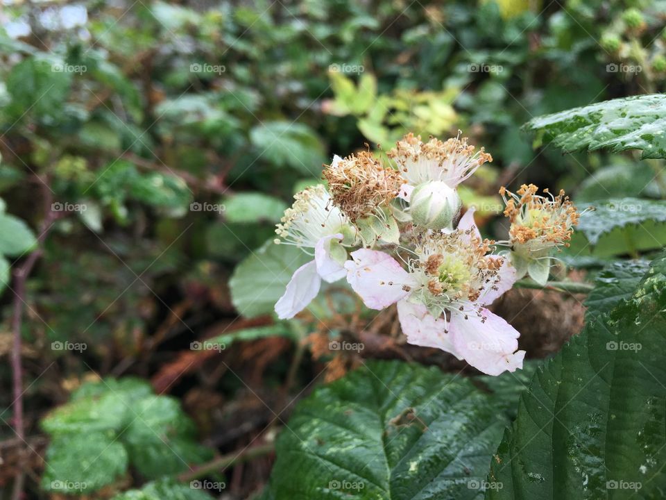 Wild rose  still blooming in autumn