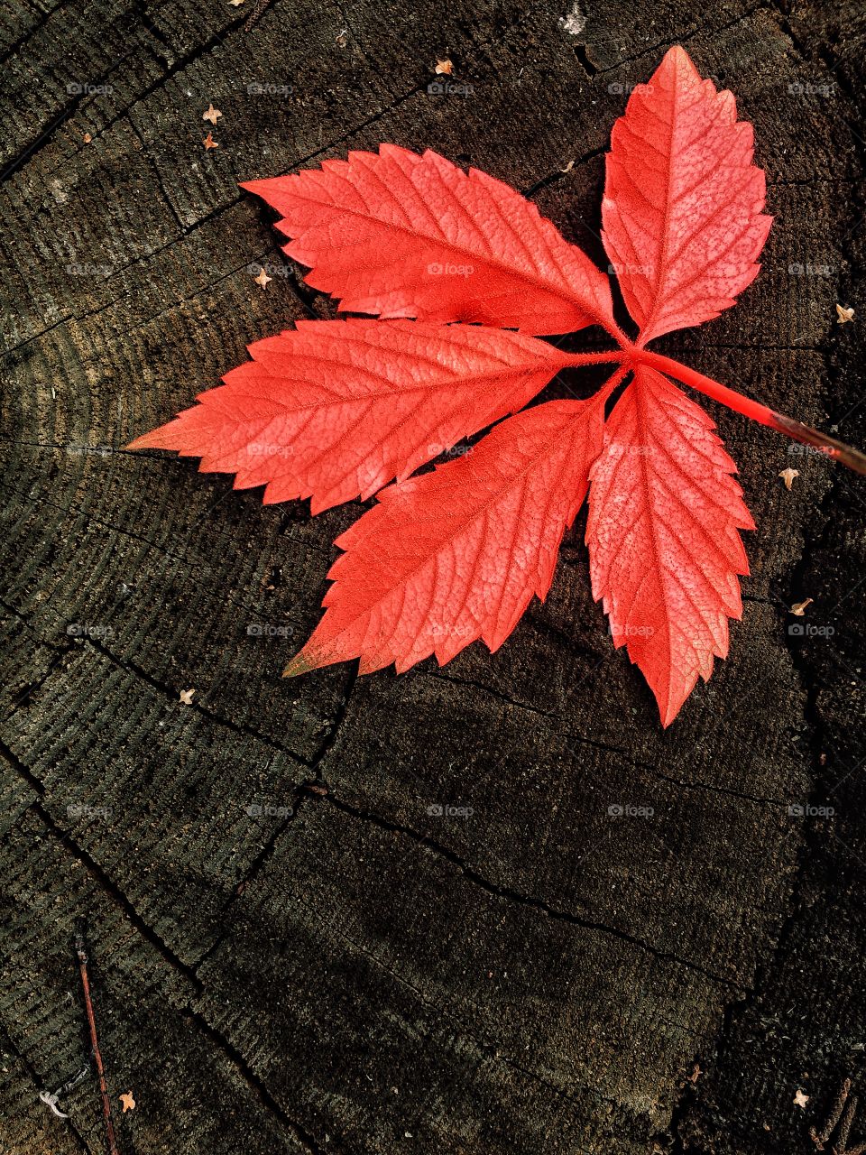 Autumn leaves texture 