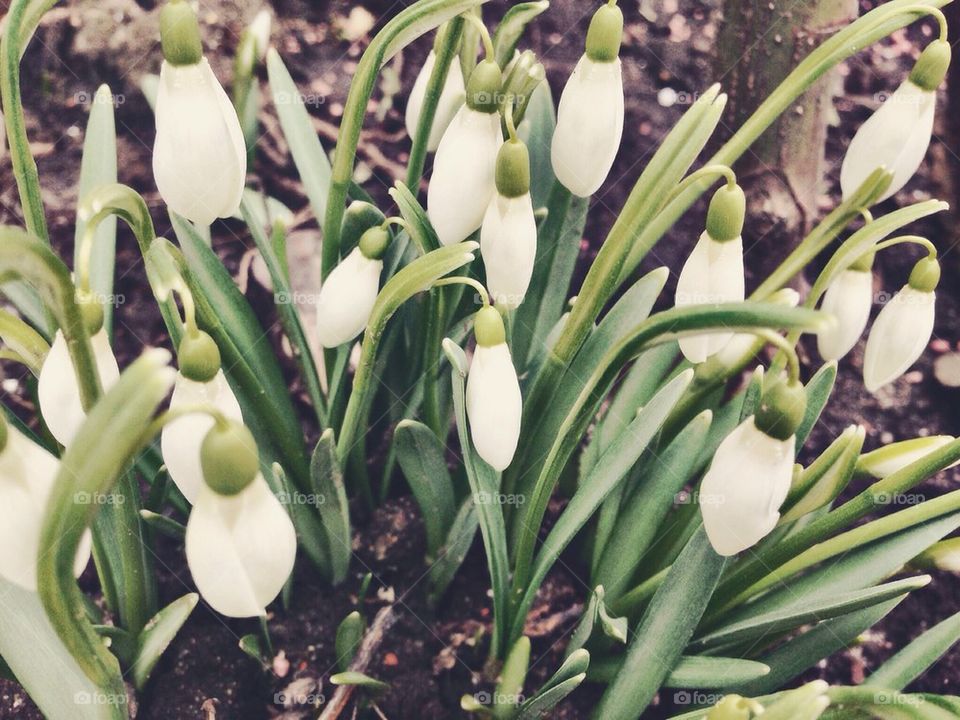 Snowdrops