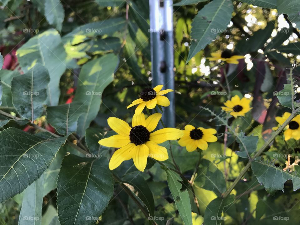 Flowering Fence Row 