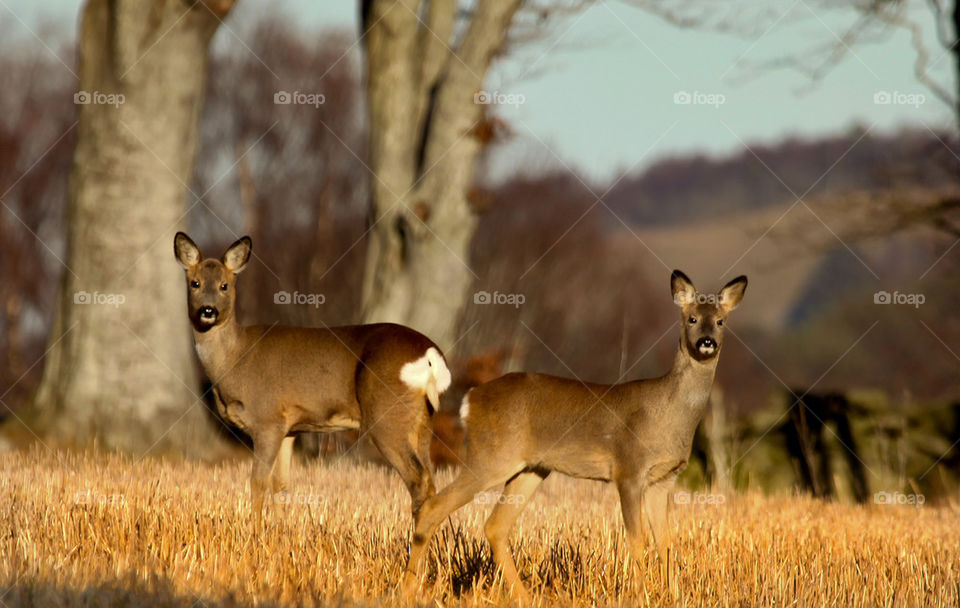 Portrait of a two standing deer