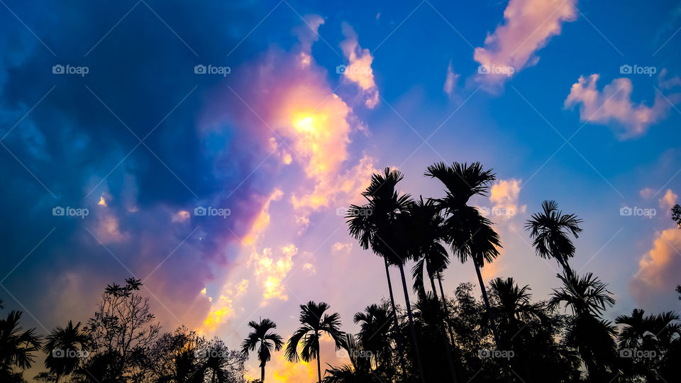 Sun, Sunset, Palm, Tropical, No Person