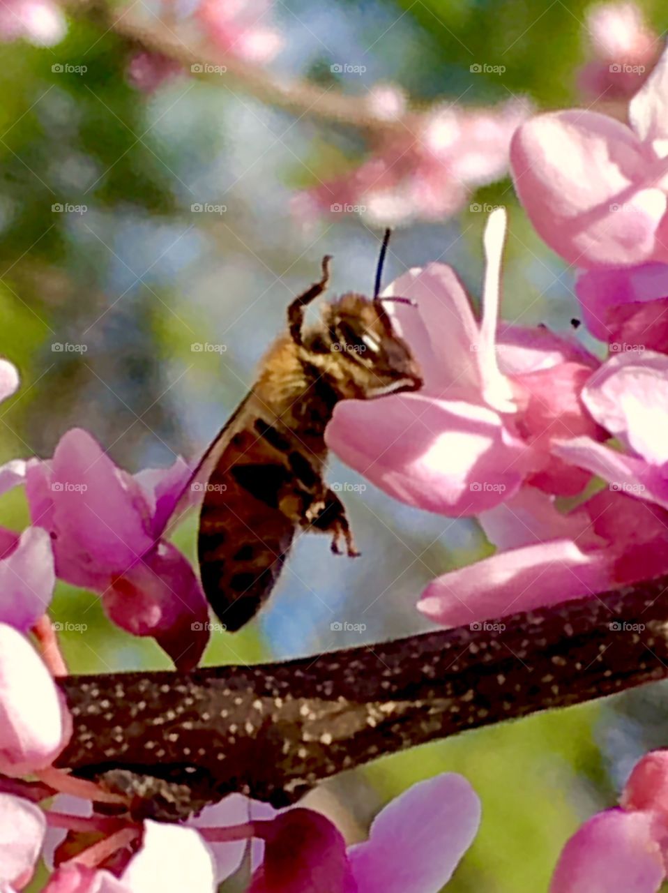 Honey bee on spring flower on pink flower