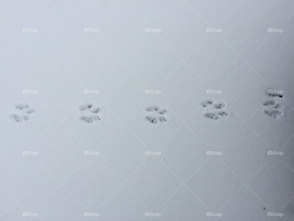 Rabbit tracks in snow